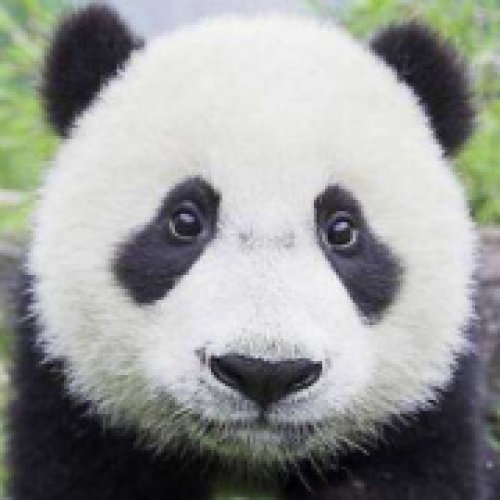 熊猫老师